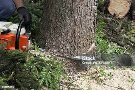 Professional Tree Removal in Malvern, AL