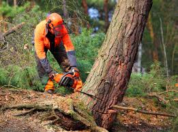 Best Tree Disease Treatment  in Mvern, AL